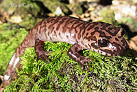 California Giant Salamander