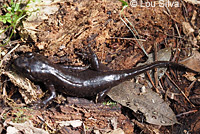 California Giant Salamander