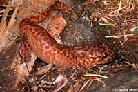 California Giant Salamander