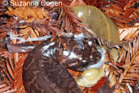 Suzanne Cogen © found this California Giant Salamander eating a Banana Slug at 3 PM in mid December in Sonoma County. 