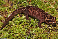 California Giant Salamander