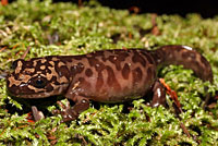 California Giant Salamander