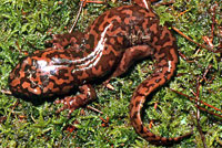 California Giant Salamander