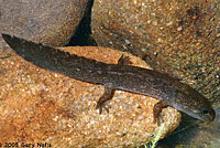 California Giant Salamander larva