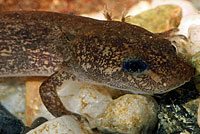 California Giant Salamander larva