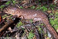 California Giant Salamander