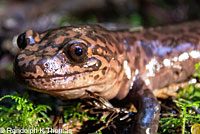 California Giant Salamander