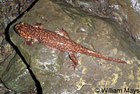 California Giant Salamander