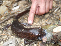 California Giant Salamander