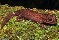 California Giant Salamander