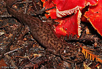 California Giant Salamander