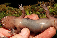 California Giant Salamander