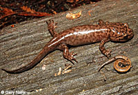 California Giant Salamander