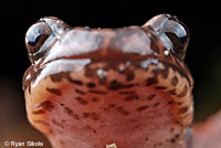 California Giant Salamander