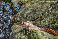 California Giant Salamander