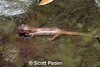 California Giant Salamander