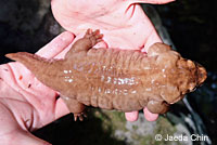 California Giant Salamander