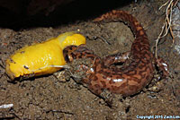 California Giant Salamander