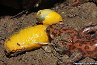 California Giant Salamander