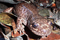 California Giant Salamander