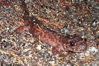 California Giant Salamander