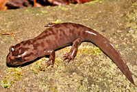 California Giant Salamander