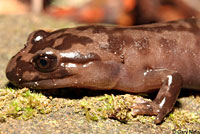 California Giant Salamander