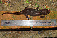 California Giant Salamander