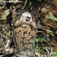 Coastal Giant Salamander