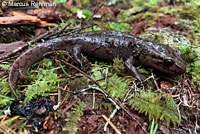 Coastal Giant Salamander