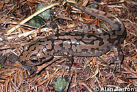 Coastal Giant Salamander