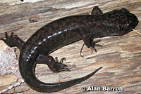 Coastal Giant Salamander