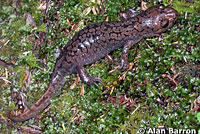 Coastal Giant Salamander