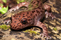 Coastal Giant Salamander