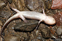 Coastal Giant Salamander