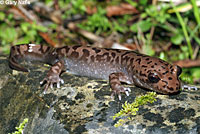 Coastal Giant Salamander