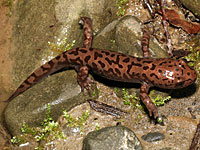 Coastal Giant Salamander