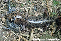 Coastal Giant Salamander neotene