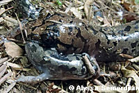 Coastal Giant Salamander neotene