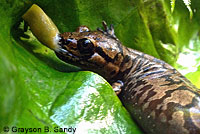 Coastal Giant Salamander