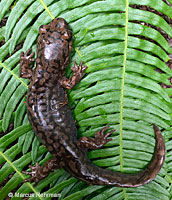 Coastal Giant Salamander larva