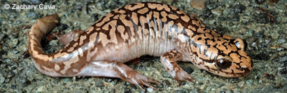 Coastal Giant Salamander larva