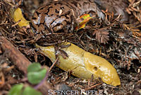 Coastal Giant Salamander larva