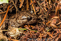 Coastal Giant Salamander larva