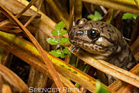 Coastal Giant Salamander larva