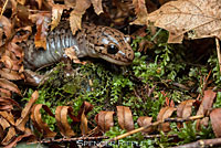 Coastal Giant Salamander larva