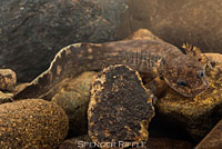 Coastal Giant Salamander larva