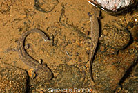 Coastal Giant Salamander larva