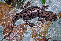 Coastal Giant Salamander