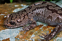 Coastal Giant Salamander